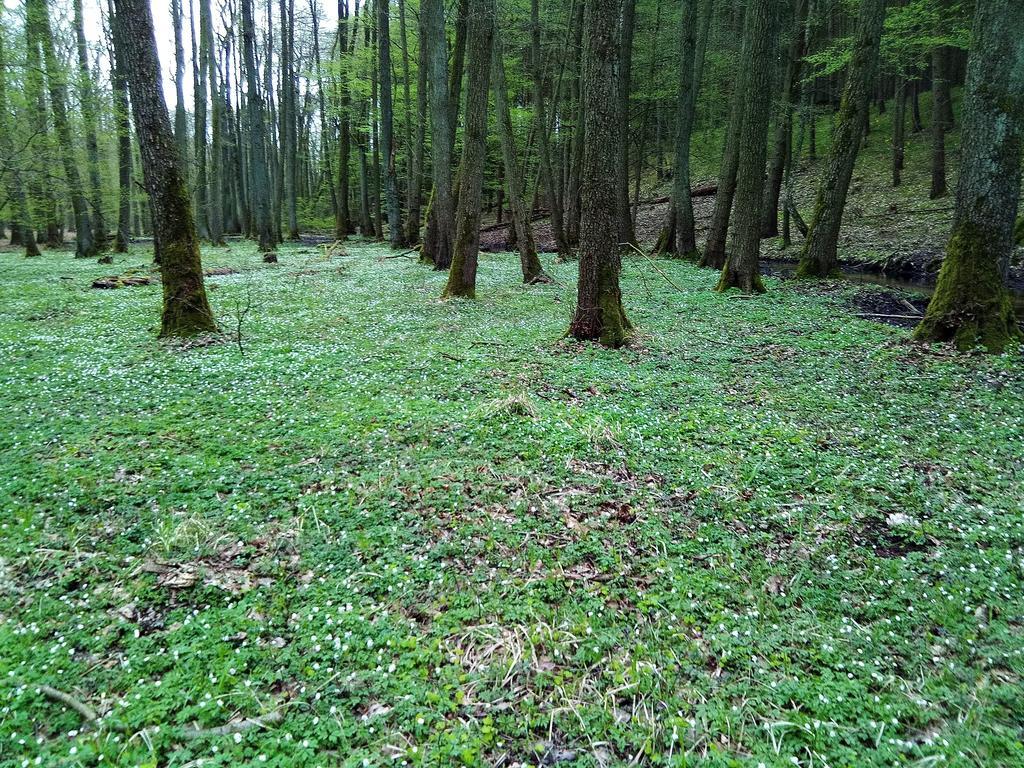 Steffis Zimmervermietung Gräben Exteriér fotografie